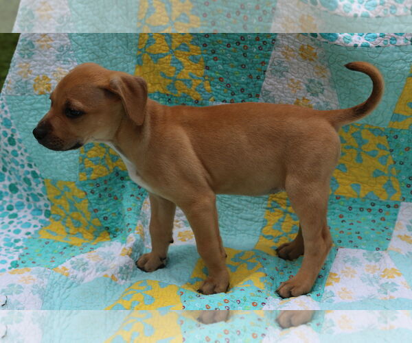 Medium Photo #9 Mutt Puppy For Sale in Wakefield, RI, USA