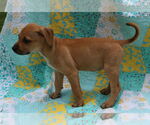 Small #8 Mutt