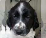 Puppy 10 German Shorthaired Pointer-Great Pyrenees Mix