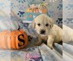 Small Photo #3 English Cream Golden Retriever Puppy For Sale in DEARBORN, MO, USA