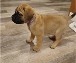 Puppy Purple Bullmastiff