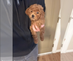 Small #1 Goldendoodle (Miniature)