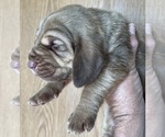 Small #4 Bloodhound