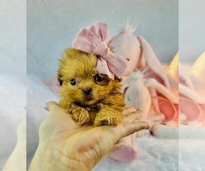 ShihPoo Puppy for sale in TAMPA, FL, USA