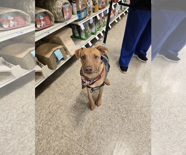 Medium Photo #4 American Pit Bull Terrier-Labrador Retriever Mix Puppy For Sale in Minneapolis, MN, USA