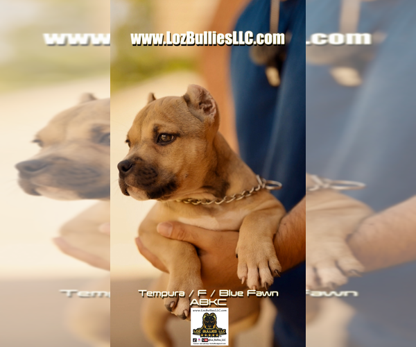 Medium Photo #4 American Bully Puppy For Sale in GREELEY, CO, USA