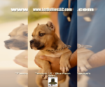 Small #3 American Bully