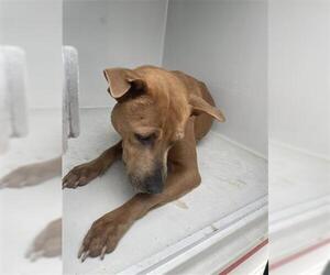 Mutt Dogs for adoption in Houston, TX, USA