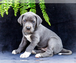 Small #12 Great Dane