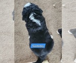 Small #1 Bernese Mountain Dog