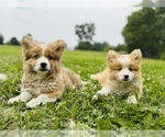 Small #4 American Corgi