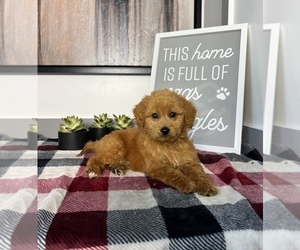 Goldendoodle (Miniature) Puppy for sale in FRANKLIN, IN, USA