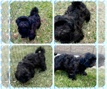 Small Photo #1 Shih-Poo Puppy For Sale in HESPERIA, CA, USA