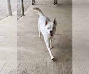 Banzai - Male Mutt Dog for Adoption - Photo #15