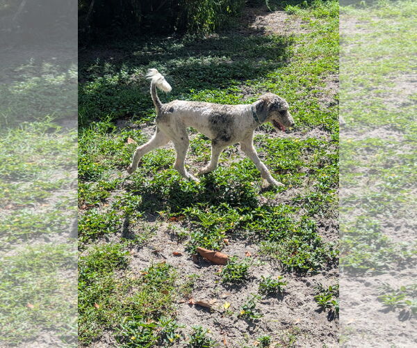 Medium Photo #3 Poodle (Standard)-Unknown Mix Puppy For Sale in Valrico, FL, USA