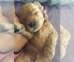 Small Photo #2 Miniature Labradoodle Puppy For Sale in MANHEIM, PA, USA