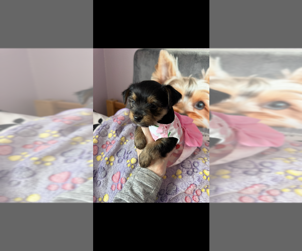 Medium Photo #1 Yorkshire Terrier Puppy For Sale in LAS VEGAS, NV, USA