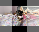Small Yorkshire Terrier