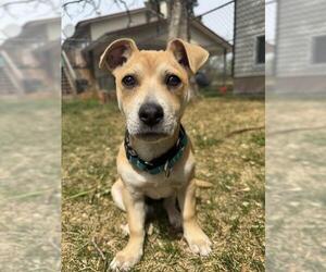 Mutt Dogs for adoption in West Valley, UT, USA