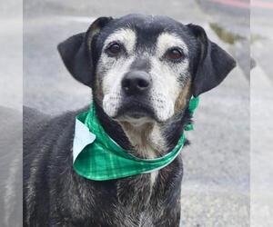 Labrador Retriever-Unknown Mix Dogs for adoption in San Antonio, TX, USA