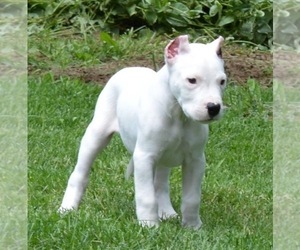 Dogo Argentino Puppy for sale in MANCHESTER TOWNSHIP, NJ, USA
