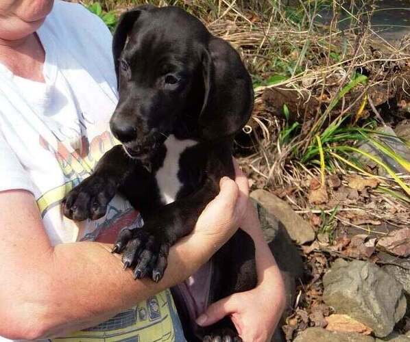 Medium Photo #1 Great Dane Puppy For Sale in SPRAGGS, PA, USA