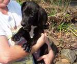 Puppy Atuanya Great Dane