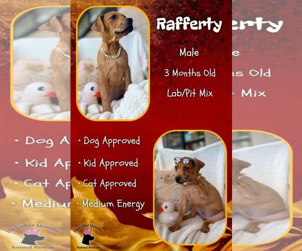 Medium Photo #5 Mutt Puppy For Sale in Jacksonville, NC, USA
