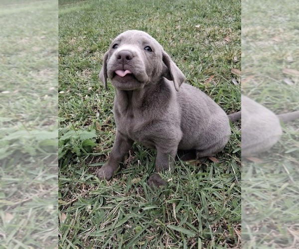 Medium Photo #3 Labrador Retriever Puppy For Sale in KISSIMMEE, FL, USA