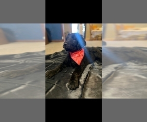 Double Doodle Puppy for sale in BURTON, MI, USA