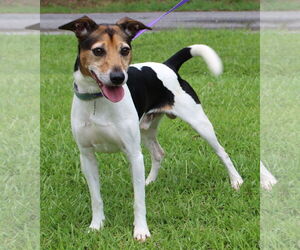 Jack Russell Terrier-Unknown Mix Dogs for adoption in Prattville, AL, USA