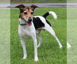 Small Jack Russell Terrier Mix