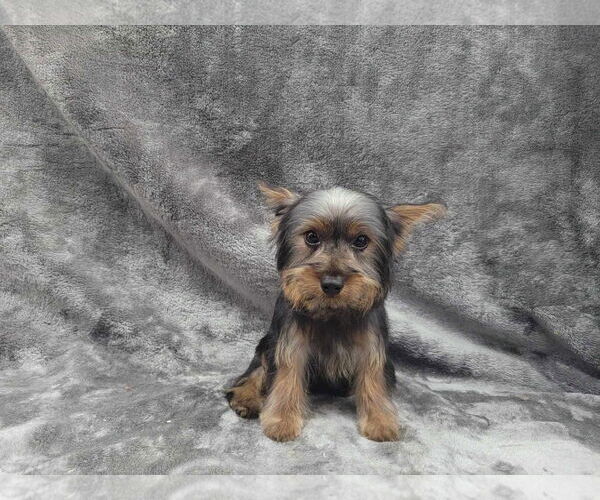 Medium Photo #4 Mutt Puppy For Sale in Lincolnwood, IL, USA