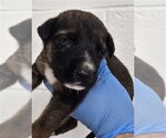 HOPE - Female German Shepherd Dog-Unknown Mix Dog for Adoption - Small photo