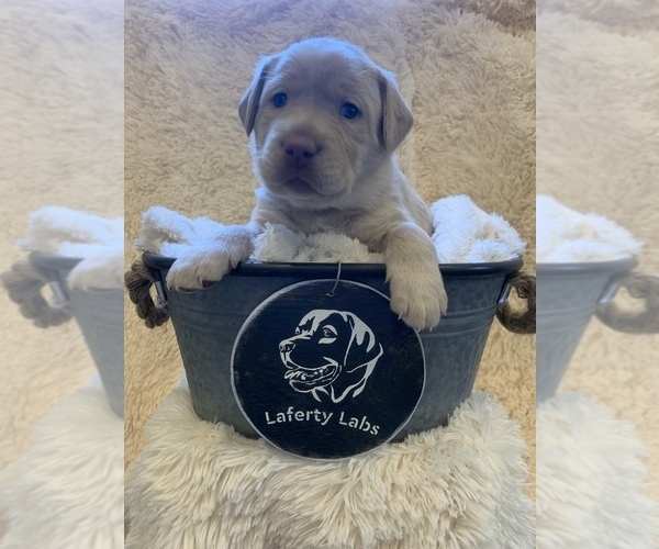 Medium Photo #4 Labrador Retriever Puppy For Sale in ALLENSVILLE, OH, USA