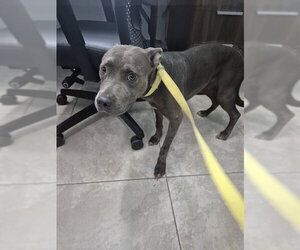 Mutt Dogs for adoption in Temple, TX, USA