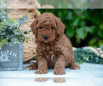 Puppy Milo Poodle (Miniature)