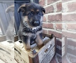 Puppy Puppy 2 German Shepherd Dog