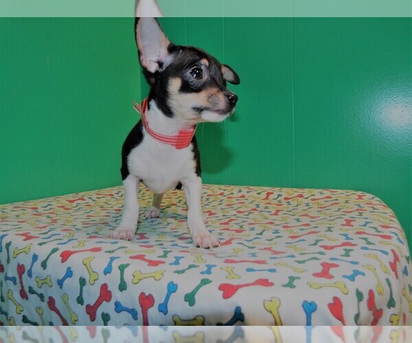 Medium Photo #6 Chihuahua Puppy For Sale in PATERSON, NJ, USA