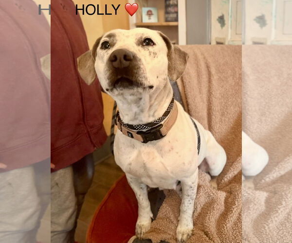 Medium Photo #7 Mutt Puppy For Sale in Rockaway, NJ, USA