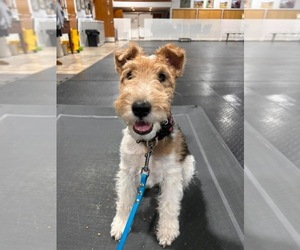 Mother of the Wire Fox Terrier puppies born on 09/07/2026
