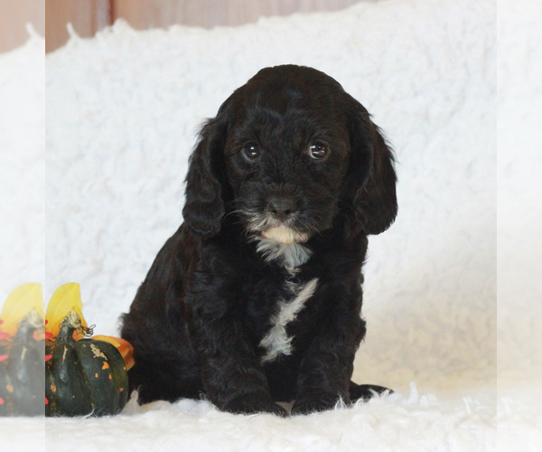 Medium Photo #1 Cavapoo Puppy For Sale in NARVON, PA, USA