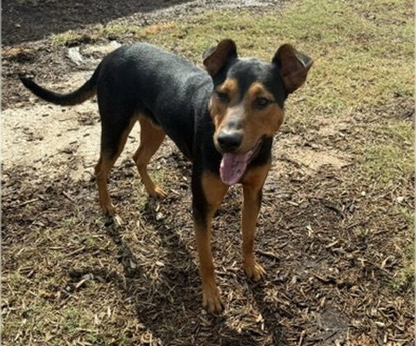 Medium Photo #21 Doberman Pinscher-Unknown Mix Puppy For Sale in Houston, TX, USA
