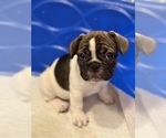 Small #3 French Bulldog