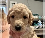 Small Photo #1 Double Doodle Puppy For Sale in BATTLE CREEK, MI, USA