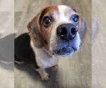 Small Photo #6 Beagle Puppy For Sale in Dunnellon, FL, USA