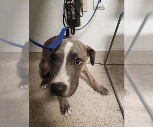 Medium Photo #1 Mutt Puppy For Sale in Bakersfield, CA, USA