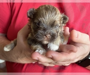 Havanese Puppy for sale in JEFFERSON, GA, USA