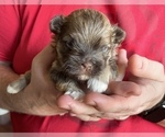 Small Photo #1 Havanese Puppy For Sale in JEFFERSON, GA, USA
