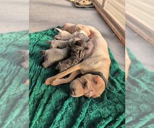 Chinese Shar-Pei Puppy for sale in MILAN, IL, USA